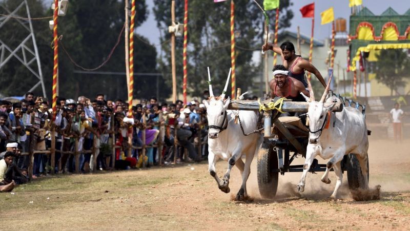 Chikmagalur: Participants during a state-level bullock cart race, at Tegur in Chikmagalur, Sunday, Jan. 31, 2021. (PTI Photo)